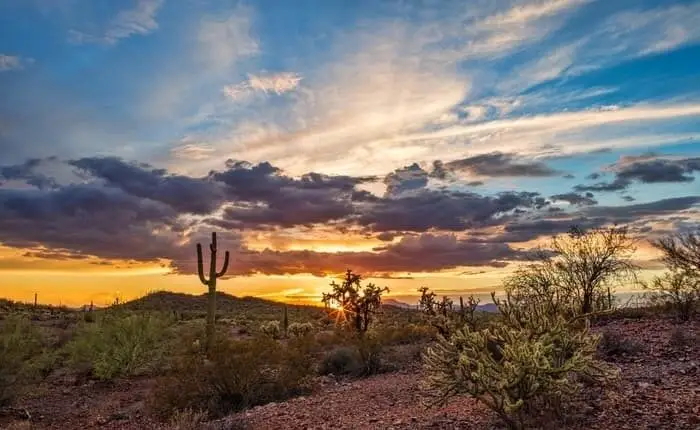 Saguaro at sunset near Tramonto, North Phoenix